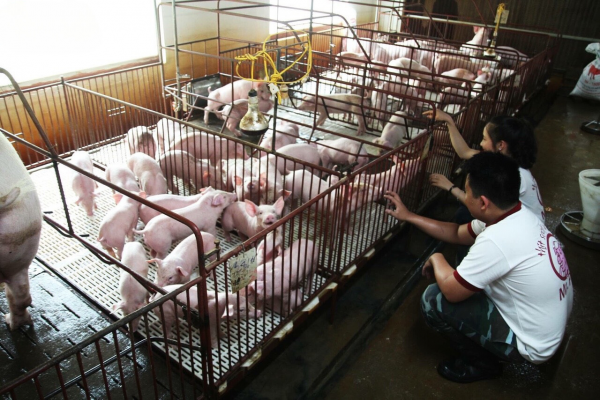 BALANCE FOOD X MR.PIG: THỊT LỢN VI SINH NHỘNG TẰM