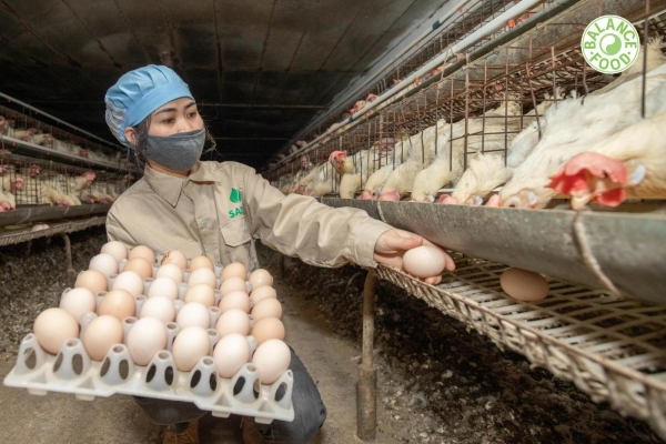 BALANCE FOOD X SADU: TRỨNG GÀ CÓ LƯỢNG CHOLESTEROL THẤP NHẤT THẾ GIỚI