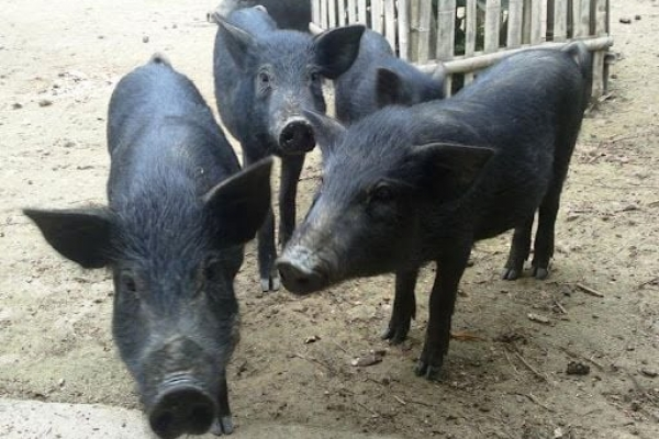 BALANCE FOOD X THỊT LỢN MÁN ĐẤT MƯỜNG